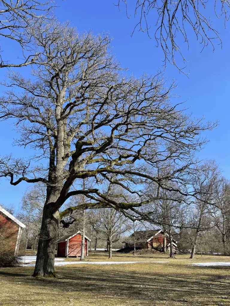 Suuri pihapuu hoitoleikkausta varten