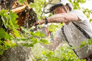 Arboristi