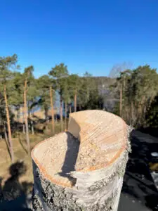 Kiipeilykaato, Arboristi, Puunkaato