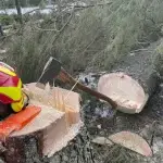 Arboristi