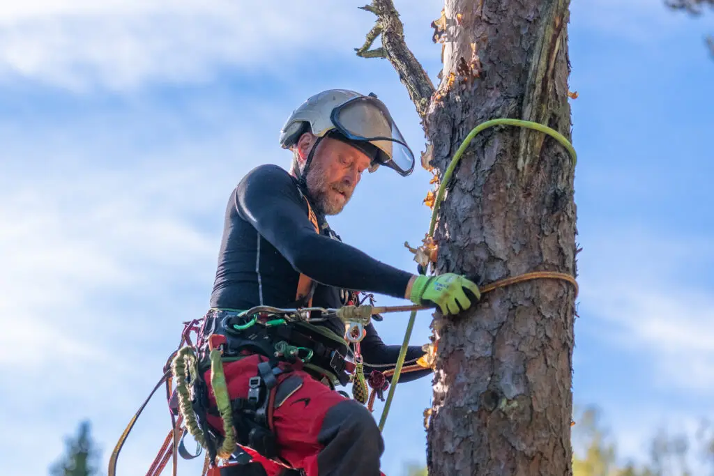 Arboristi männyn rungolla kiipeilyvarusteissa.
