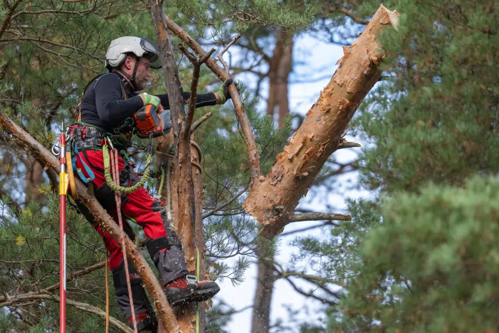 Arboristi työskentelee korkealla männyn rungolla.