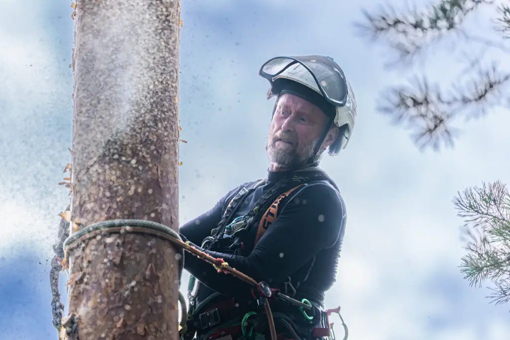 Arboristi Jukka Kirstinä männyn rungolla työvarusteissaan.